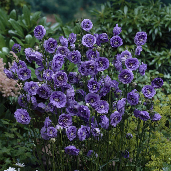 Campanula persicifolia 'La Belle' | Perennial Resource