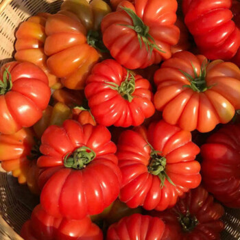 🤩🍅Classic Beefsteak Tomato Seeds