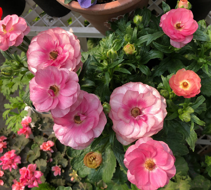 🦋Powdery Purple Butterfly Ranunculus