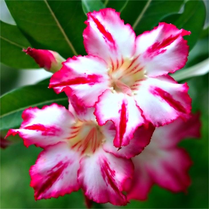 Rare Desert Rose Seeds