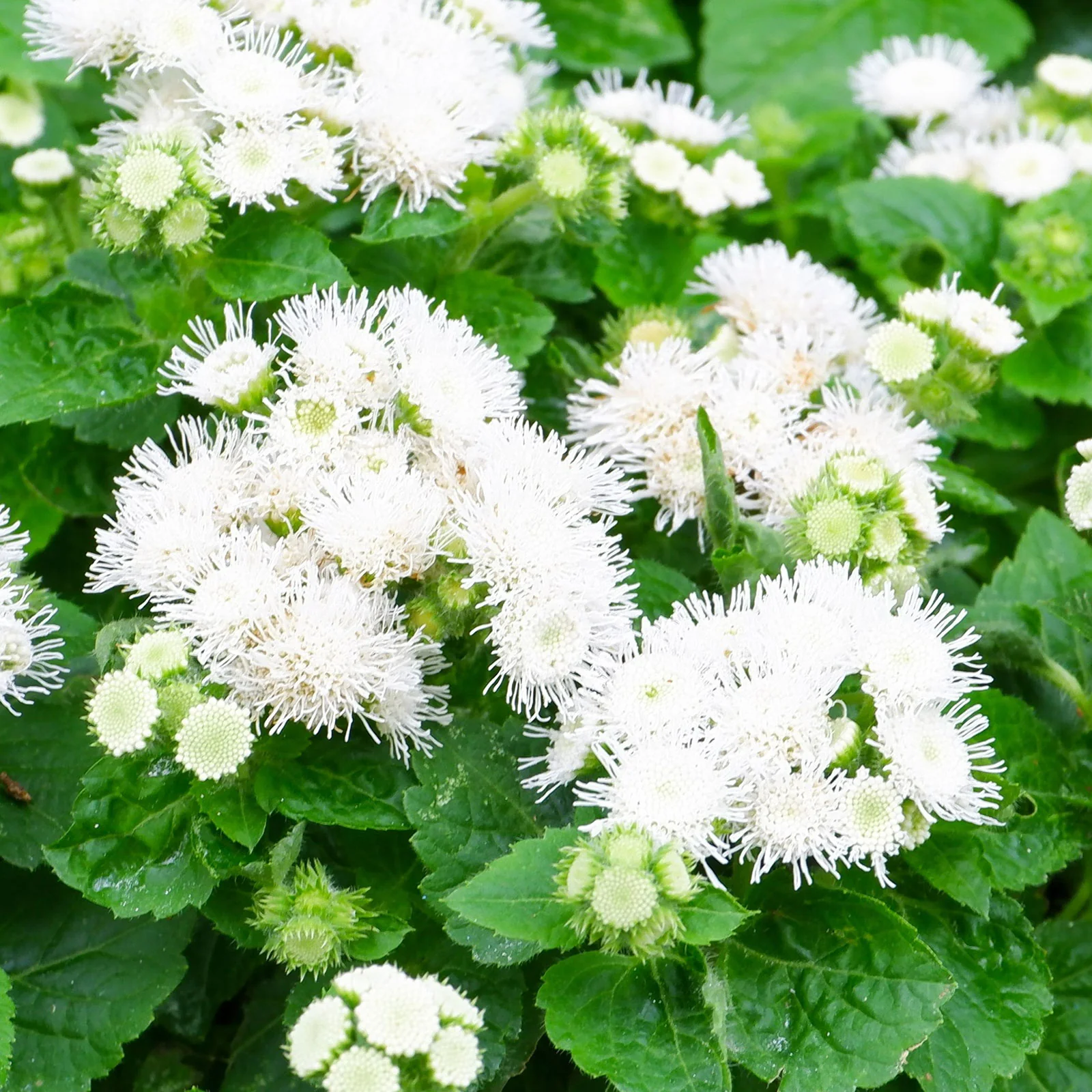 🎈New Arrival✨Ageratum Seeds