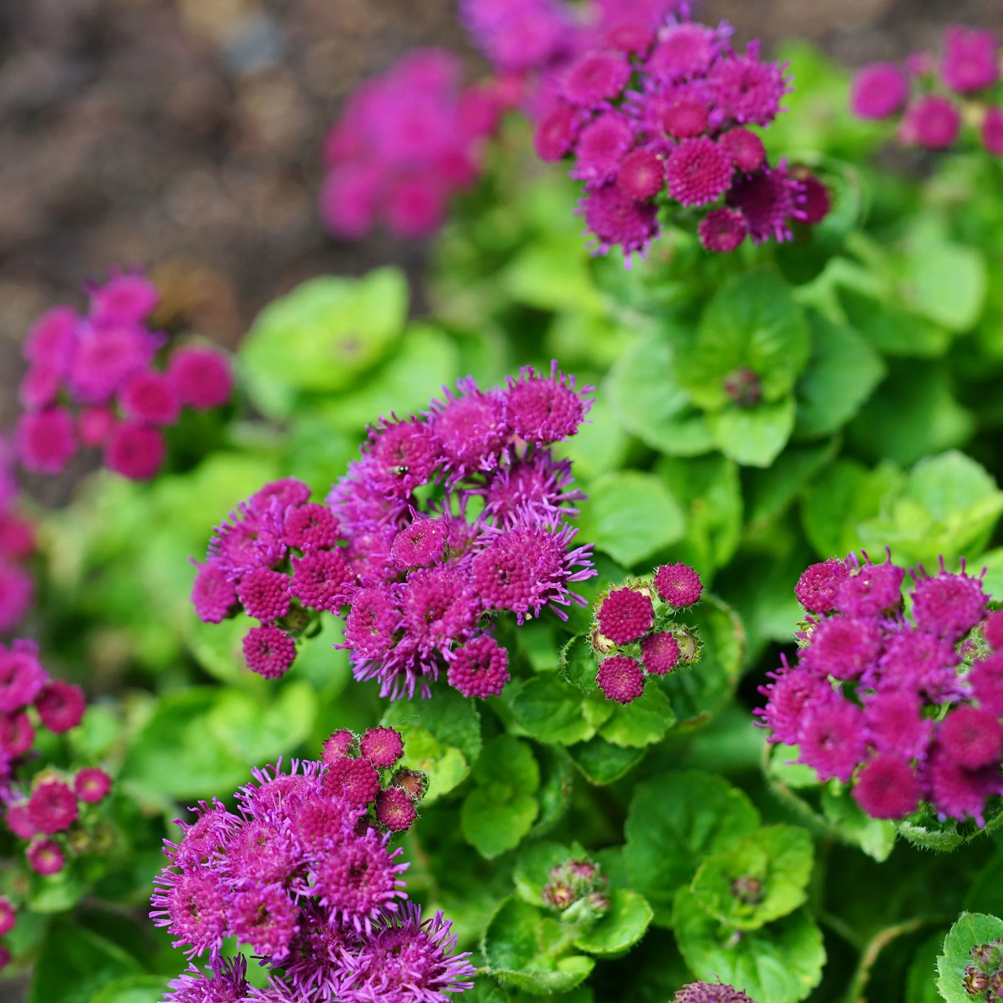 🎈New Arrival✨Ageratum Seeds