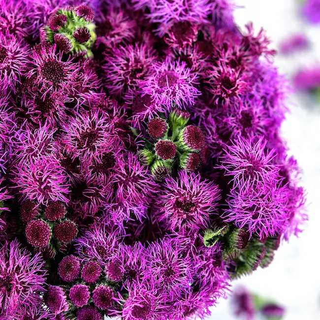 🎈New Arrival✨Ageratum Seeds