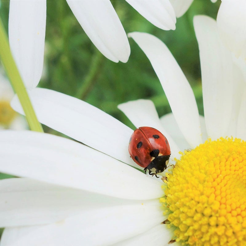 50 Pcs Shasta Daisy Seeds, Alaska
