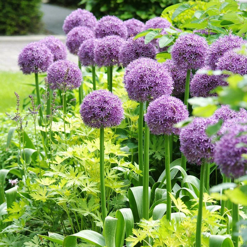 Giant Allium Giganteum Seeds