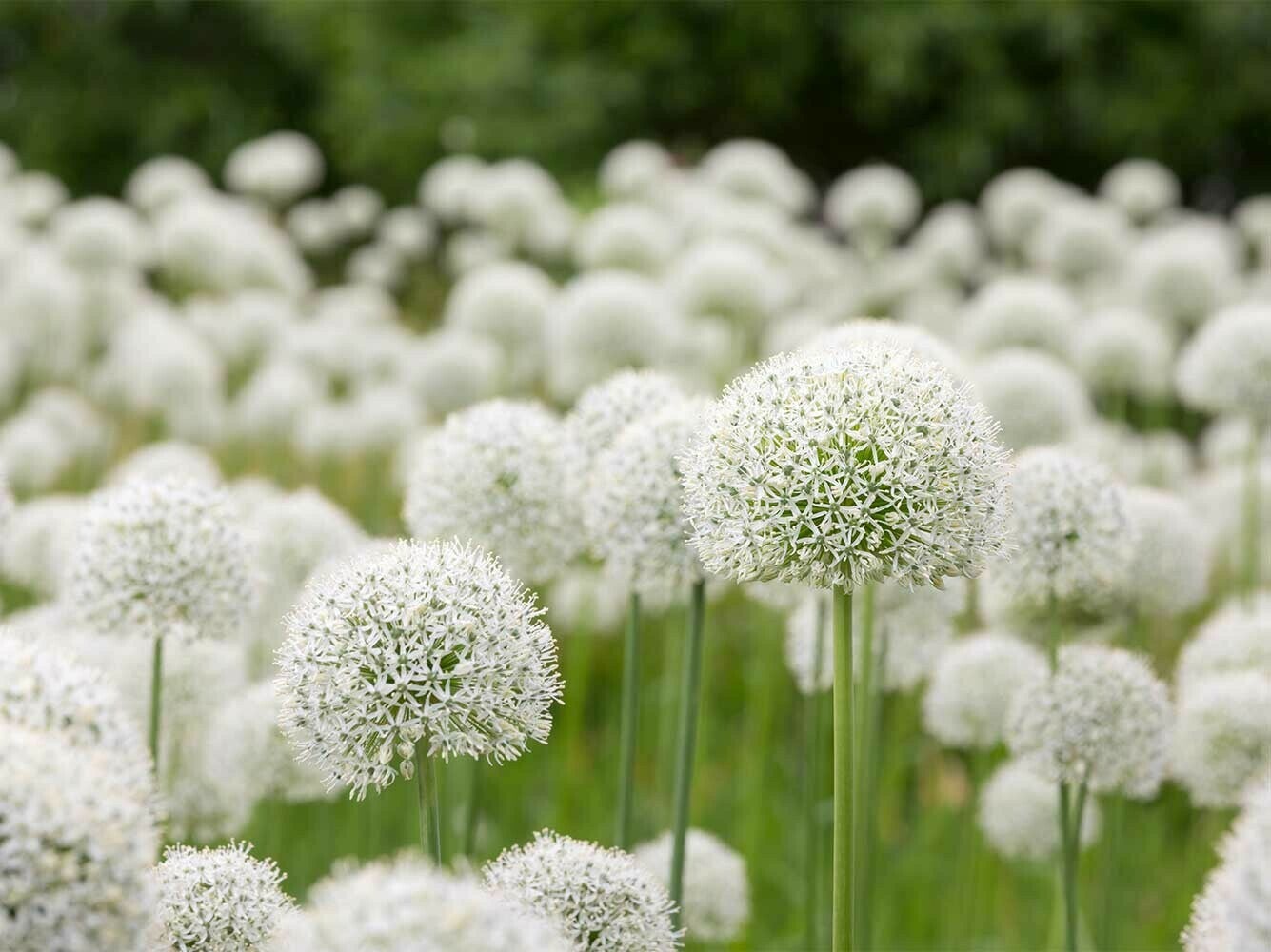 Allium | White Giant | gardenlovers