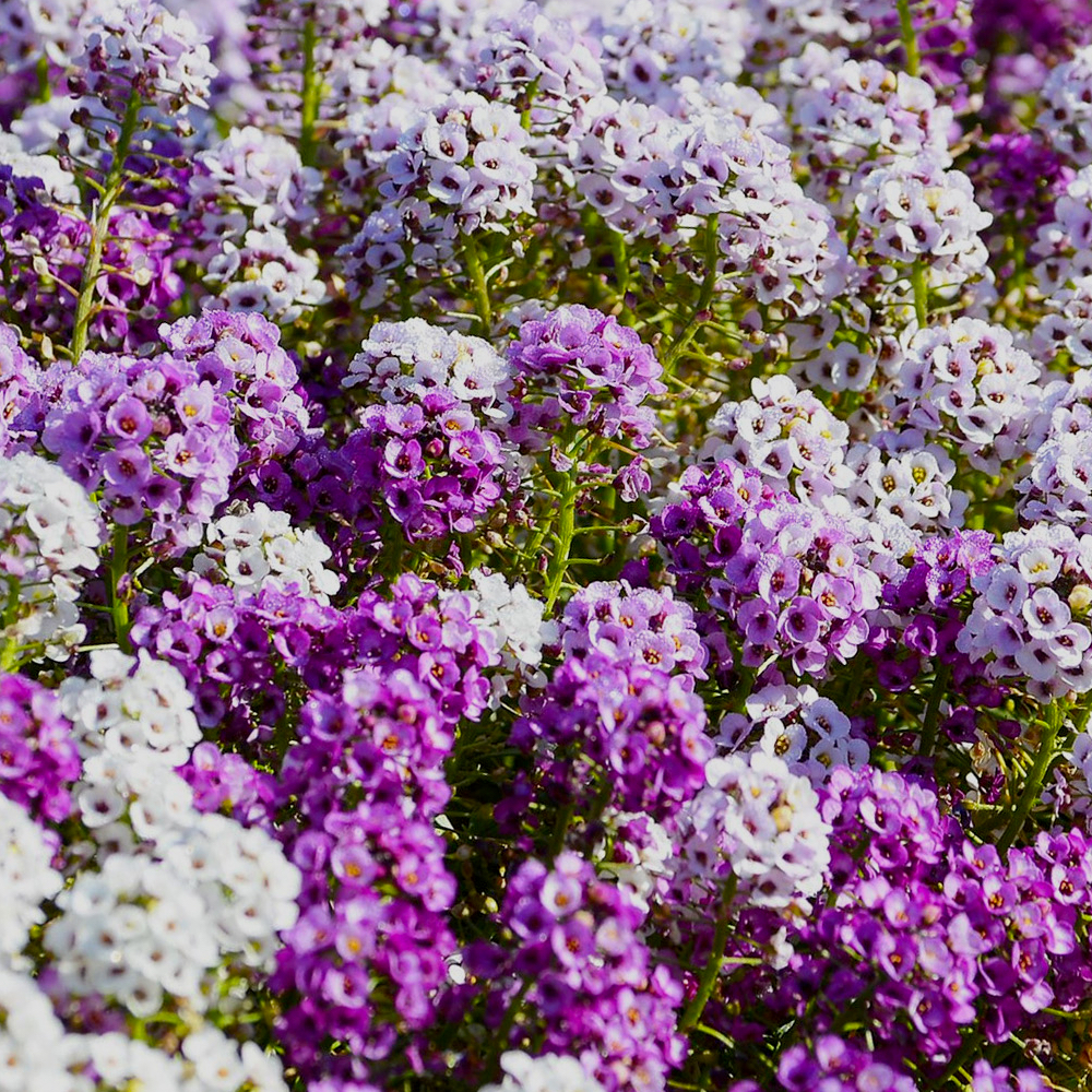 Alyssum mixed (multiple pack sizes available) - Pearson's Nursery and Tearoom