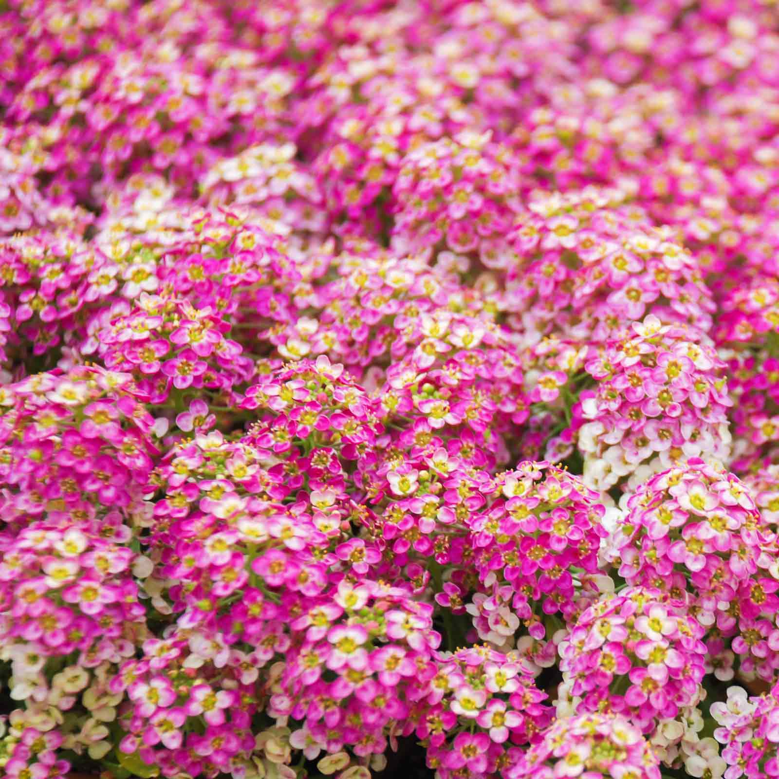 🦋🌞 Sweet Alyssum Seeds
