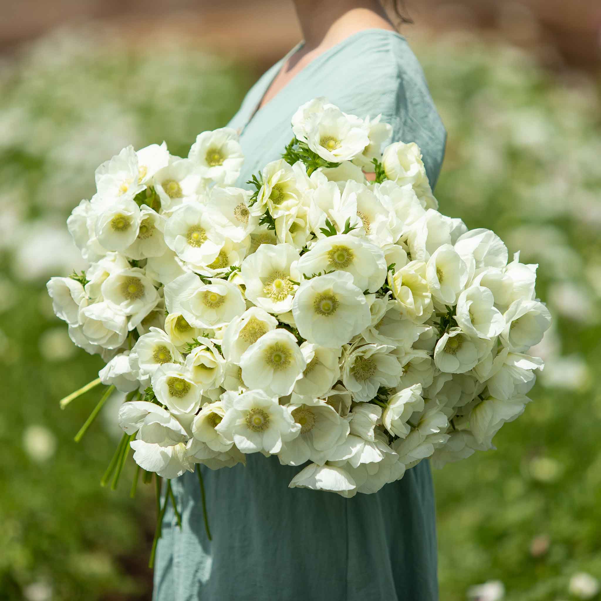 Anemone Bulbs - Albino | Flower Bulbs | Eden Brothers