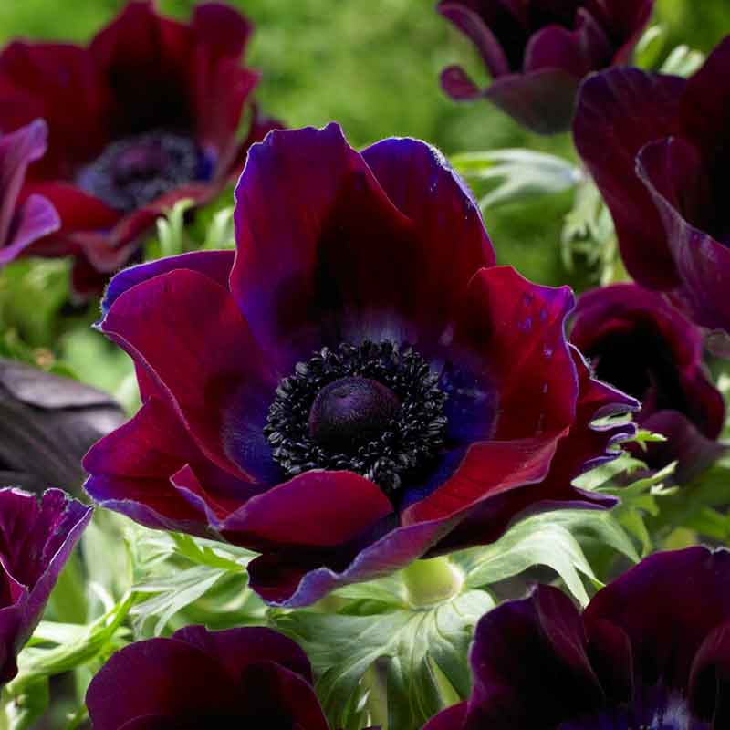 Bordeaux Anemone Seeds