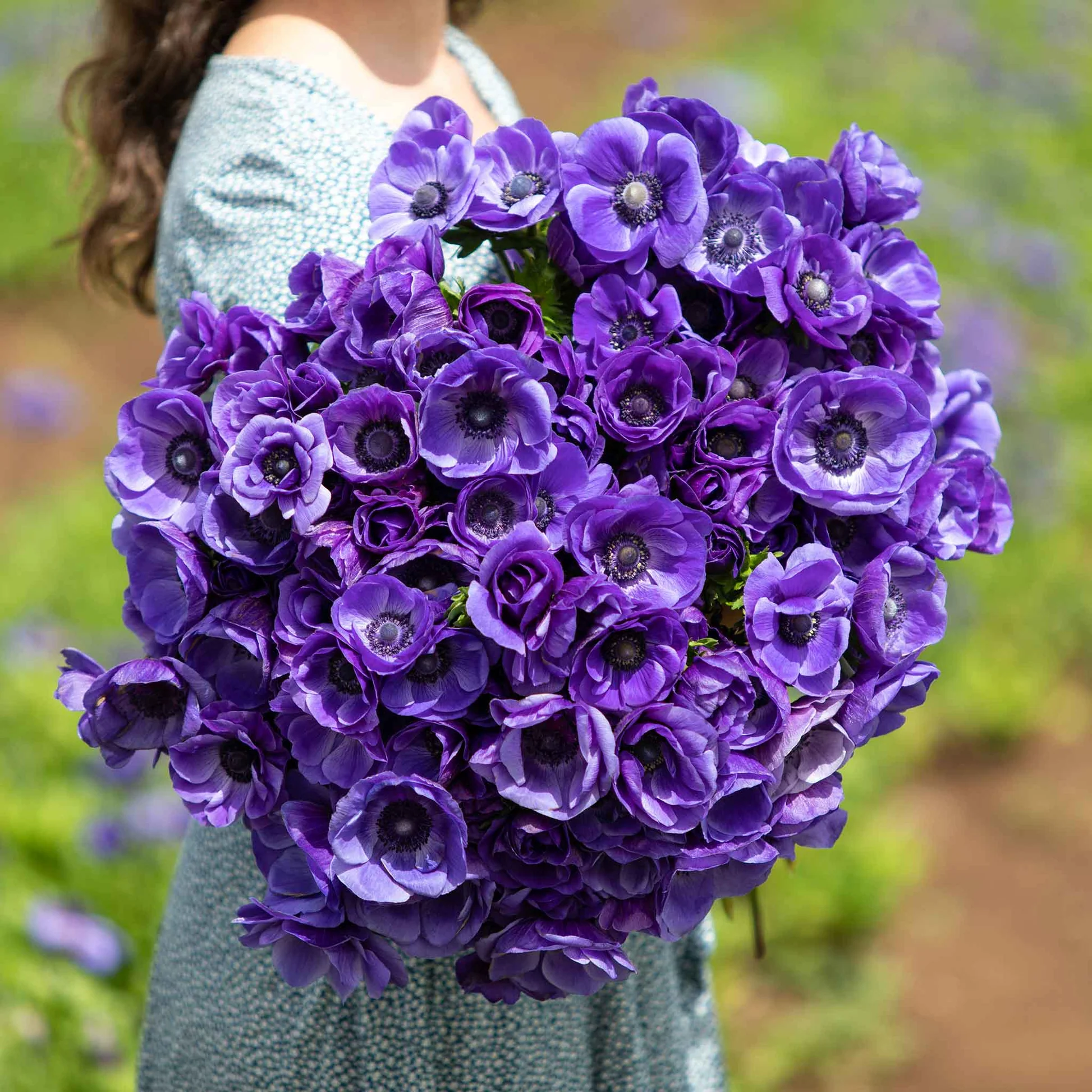 De Caen Blue Anemone Seeds