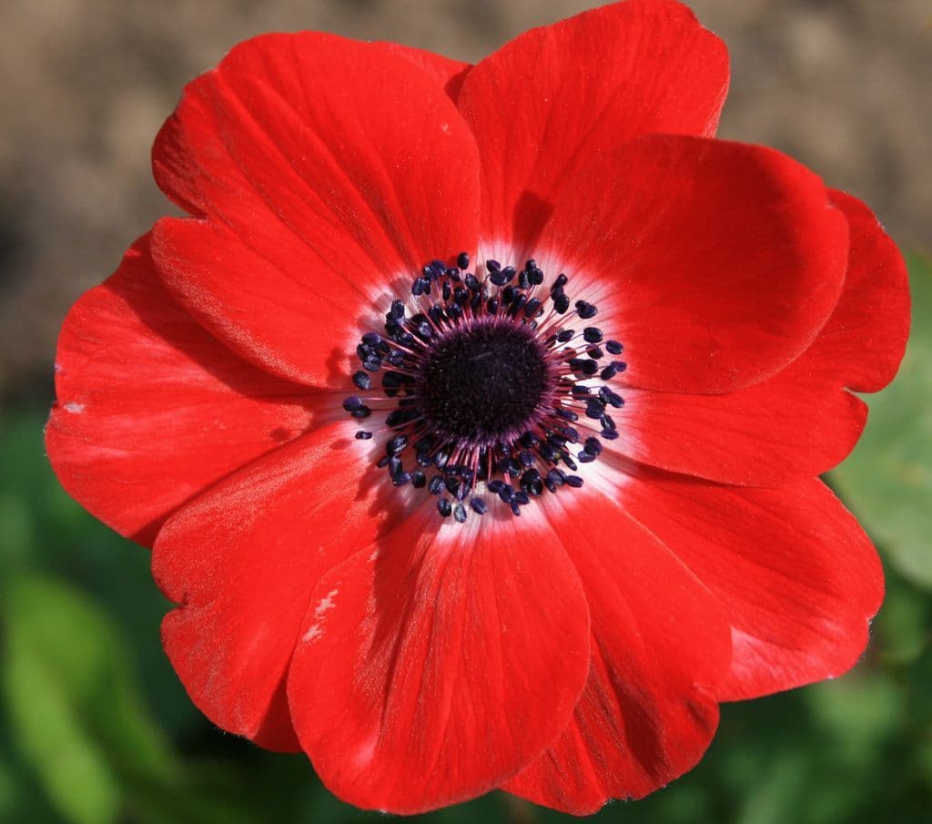 Red Anemone Seeds