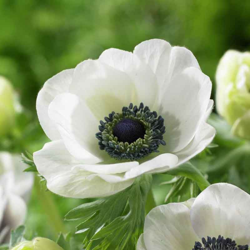 De Caen White Anemone Seeds