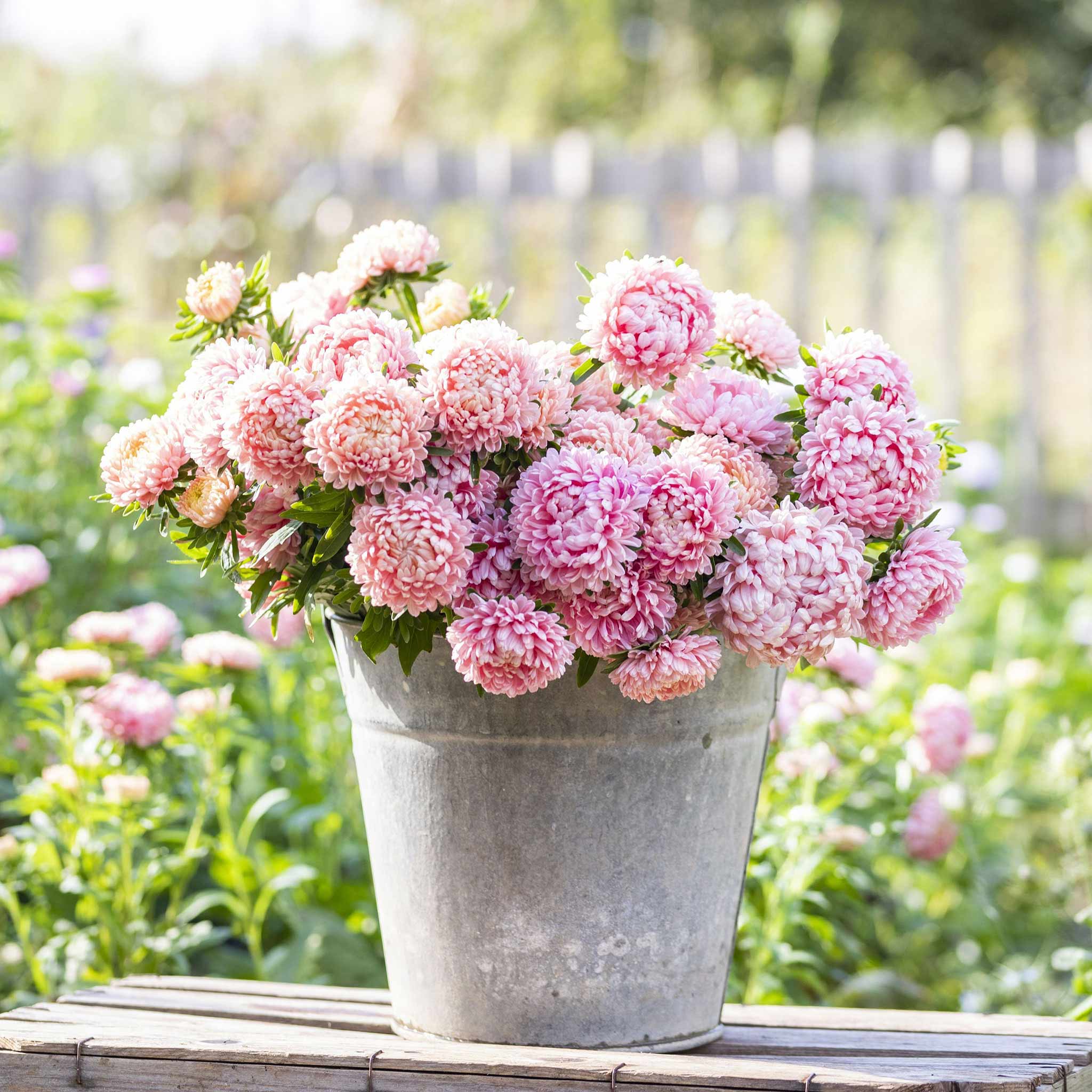 Aster Seeds (Peony Duchess) - Apricot