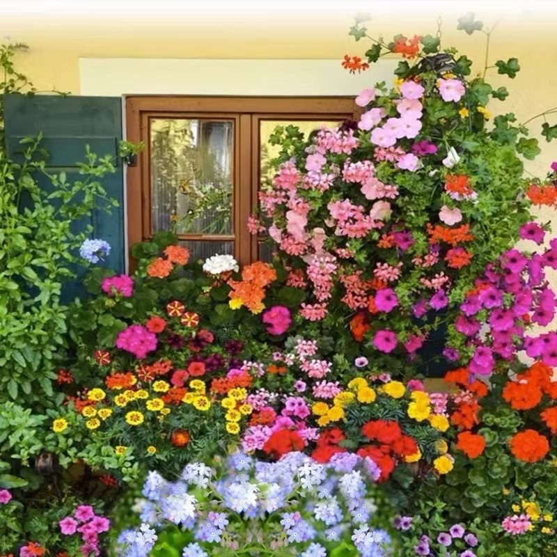 Mixed Colorful Wildflower Seeds☀