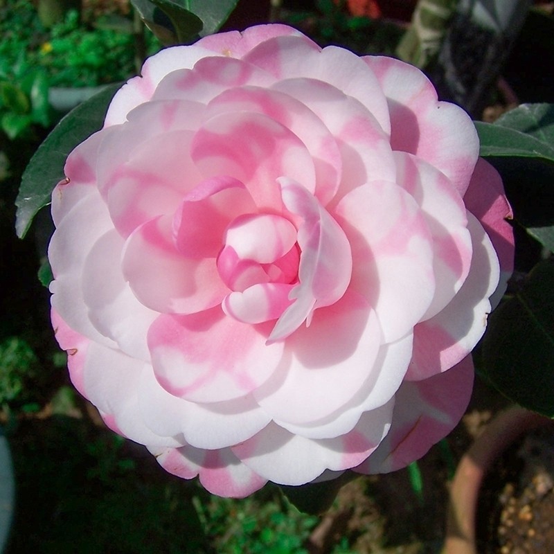 茶花樂