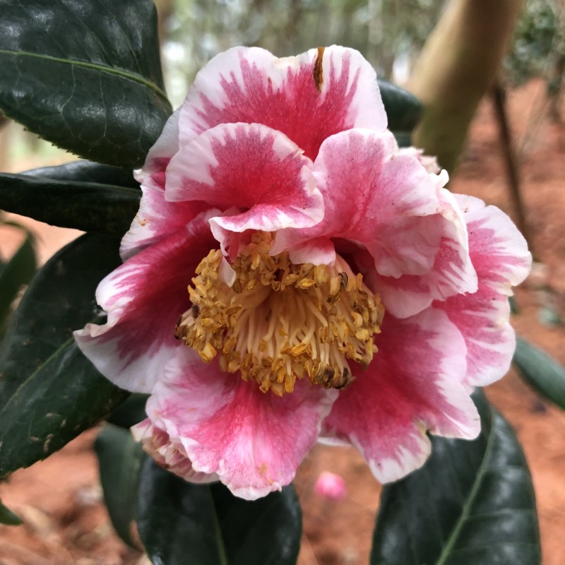 Kakure-iso Camellia Seeds