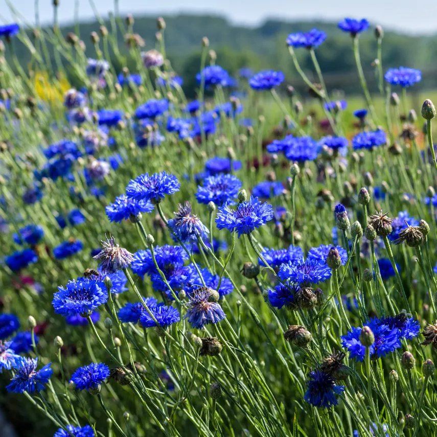 Blue Boy Bachelor's Button Seeds | RareSeeds