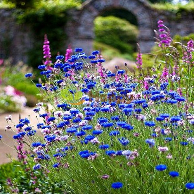🔥50% Off💙✨Blue Cornflower Seeds