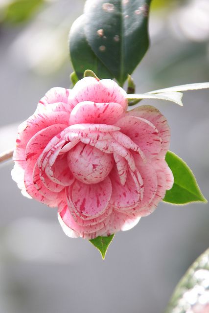 100 Pcs Red Striped Camellia Seeds💝53% OFF🎉