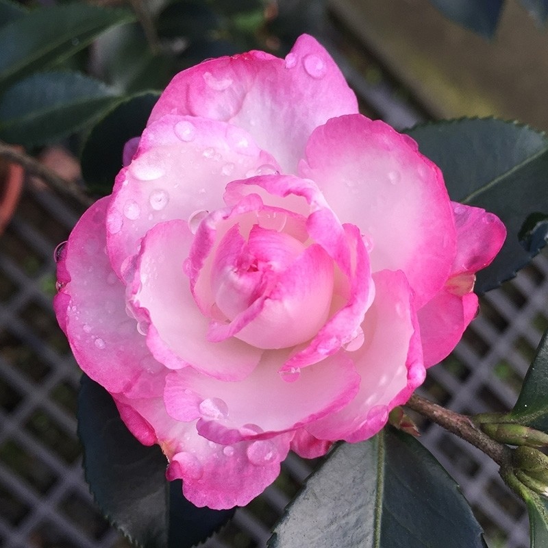 Leslie Ann Camellia Seeds