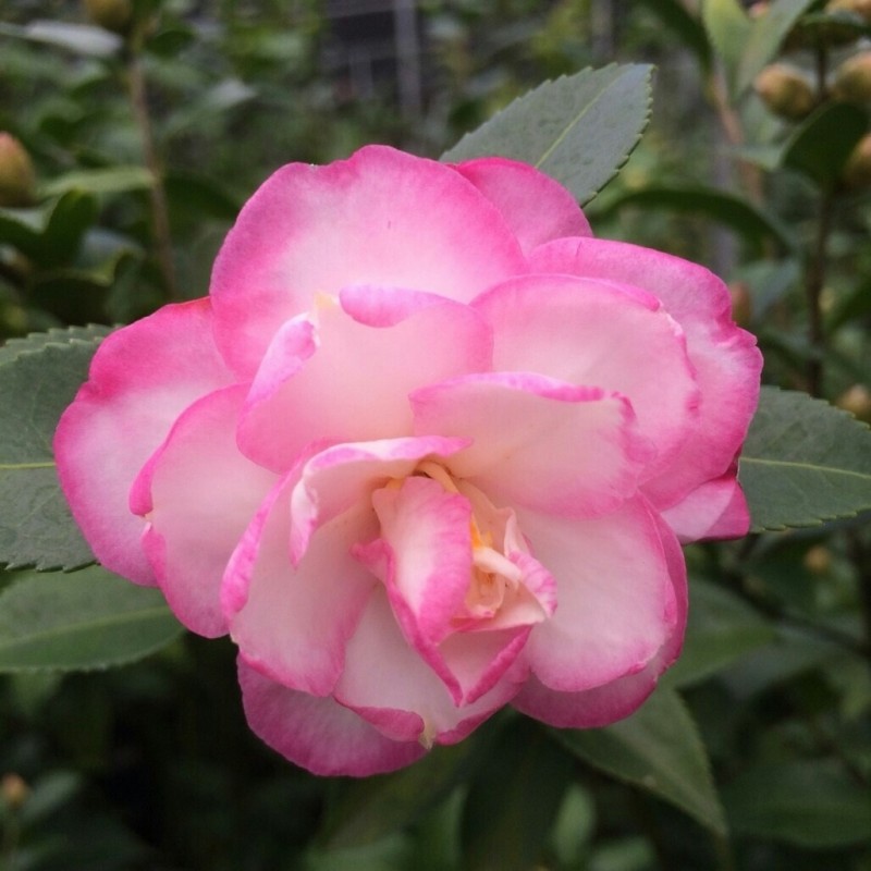 Leslie Ann Camellia Seeds