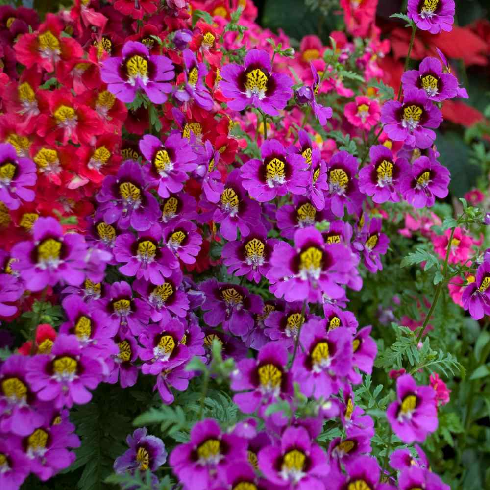 🔥Best Seller 🦋Schizanthus Angel Wings Mixed Seeds