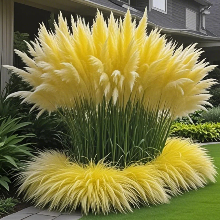 🌿2025 Latest Colorful Four Seasons Ornamental Muhly Grass