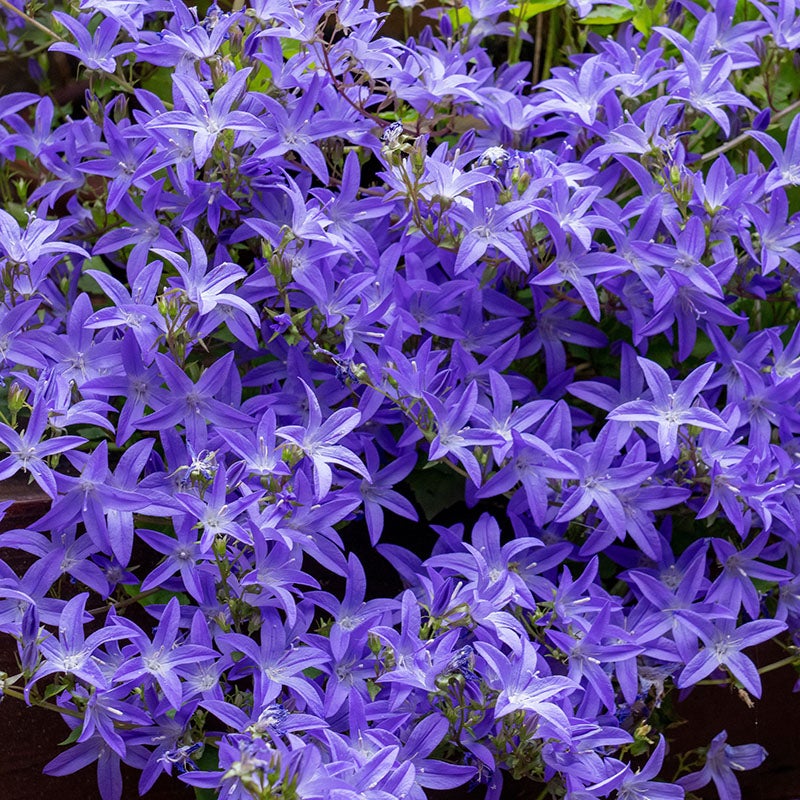 Blue Waterfall Bellflower, Campanula | High Country Gardens