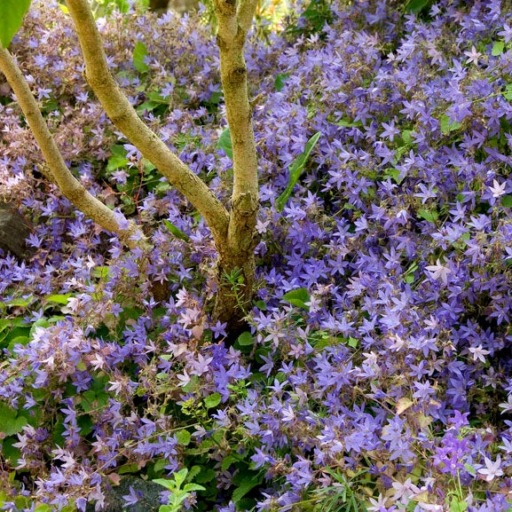 Blue Waterfall Bellflower, Campanula | American Meadows