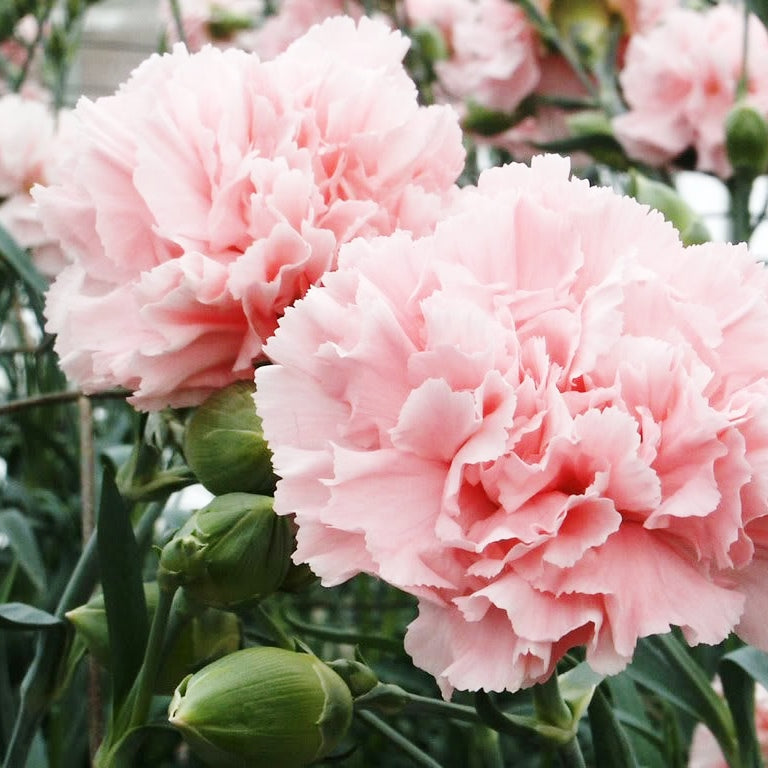 La France Carnation Seeds