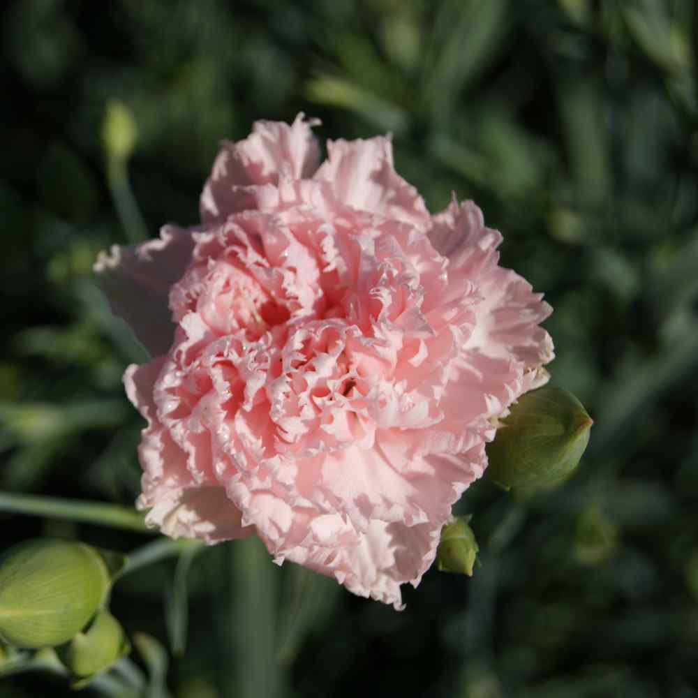La France Carnation Seeds
