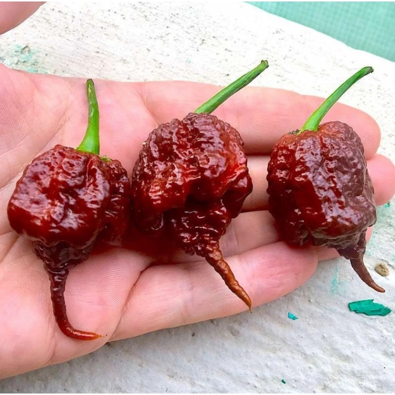 Carolina Reaper Chocolate - Pack of 10 selected seeds, with sticker identifying the species, origin and SHU.