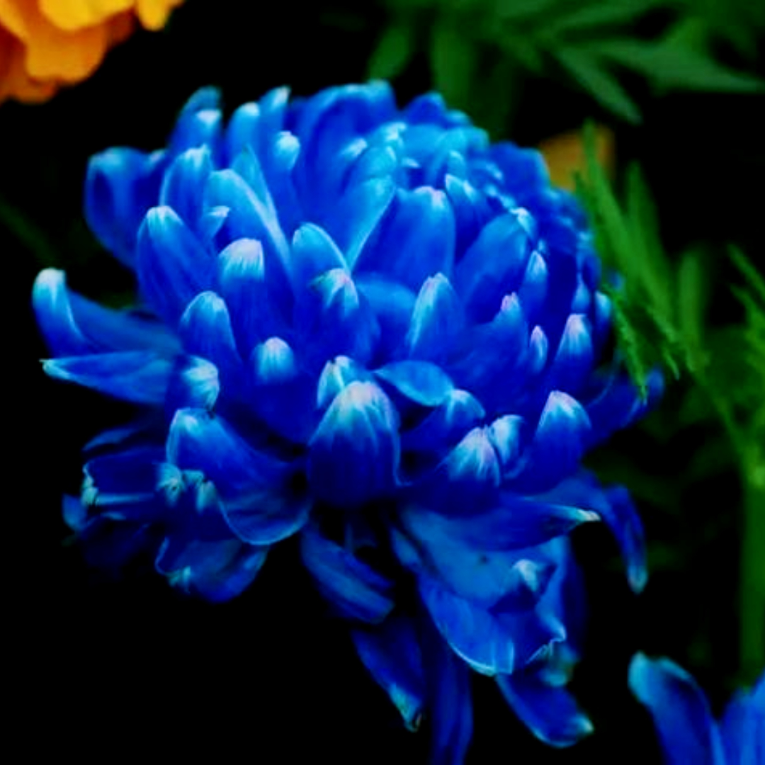 Bright Blue 🌀Big-headed peony chrysanthemum