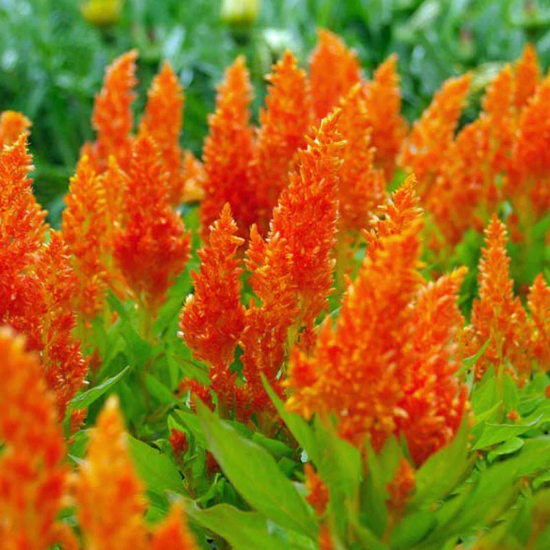 🌞Spring Limited🧡🧡Orange Flower Seed Mix