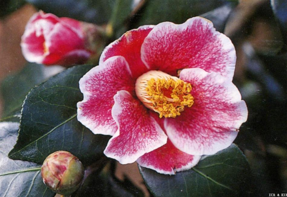 Kakure-iso-Cultivars-International Camellia Register