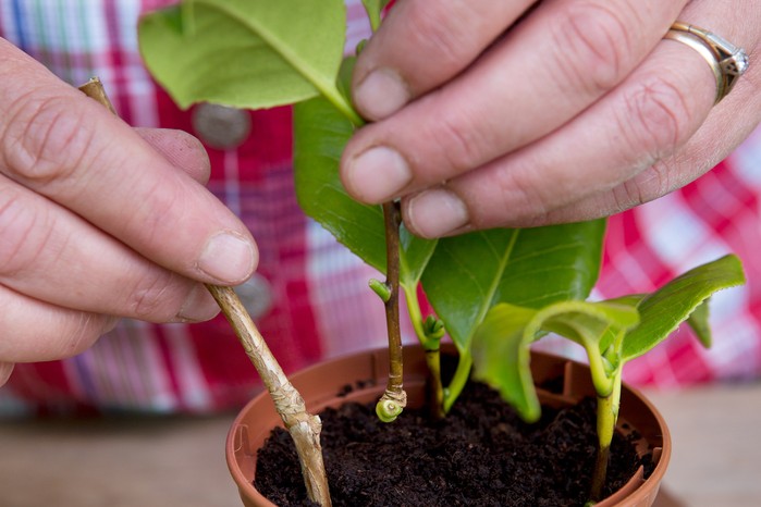 Taking camellia cuttings