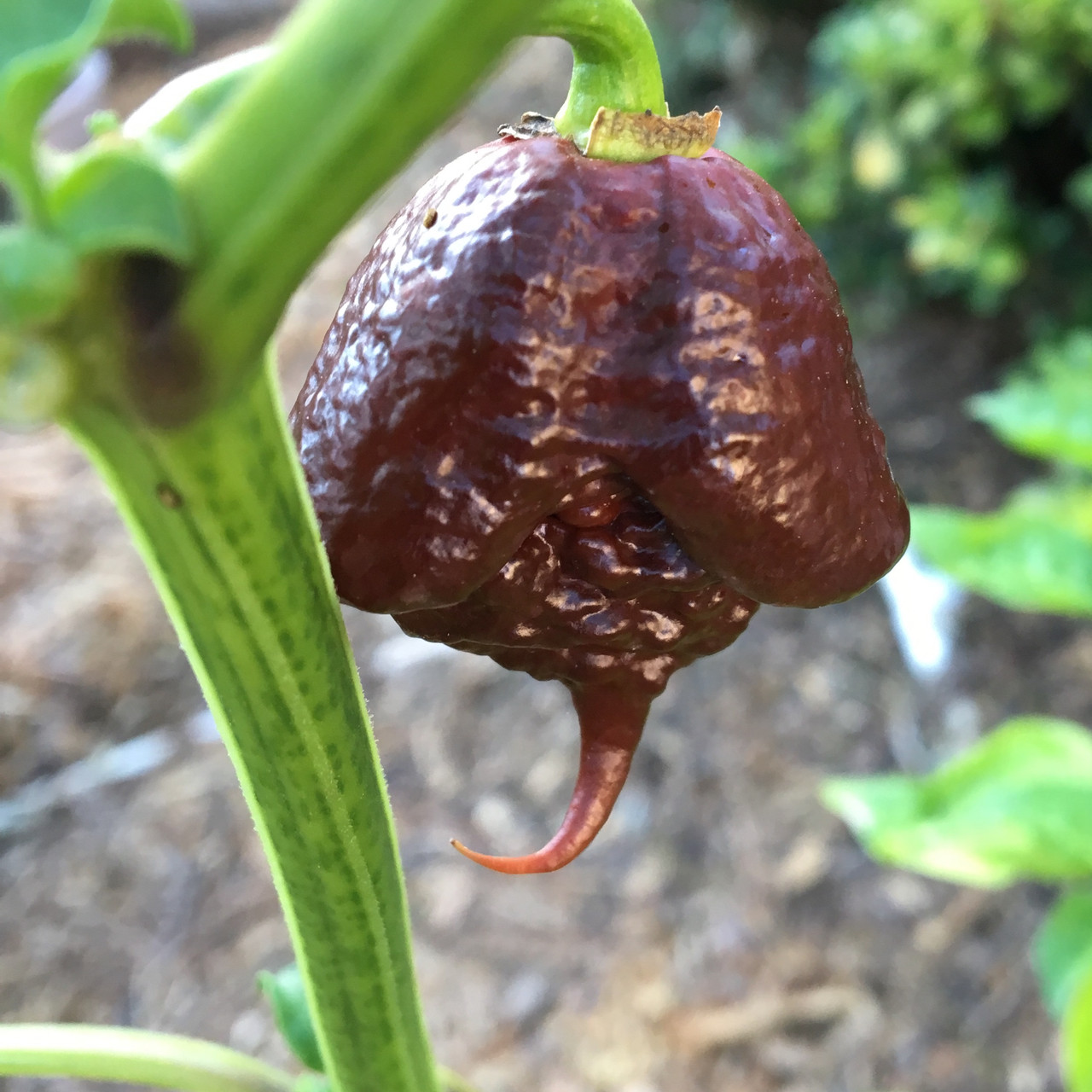 🔥Hot Winter Sale🔥Carolina Reaper Chocolate Chilli Seeds🌶️