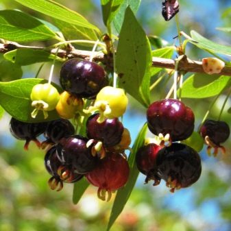 Surinam cherry