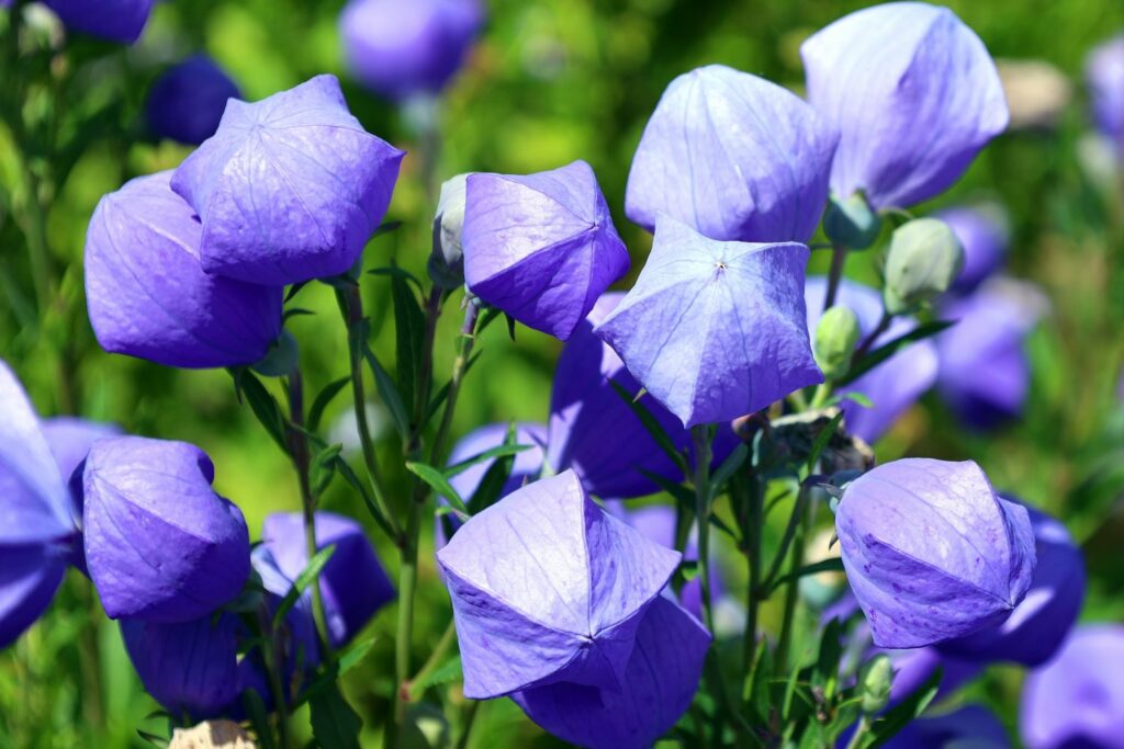 Balloon flower: plant, care & overwintering - Plantura