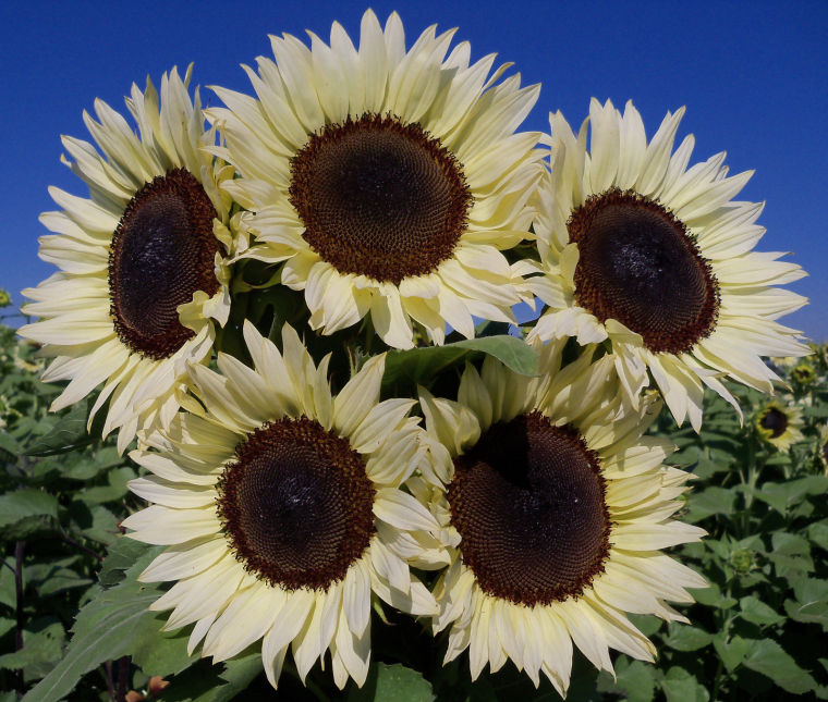 Gardening: Hybrid Technology Leads to New Sunflower Varieties - Lewis  Ginter Botanical Garden