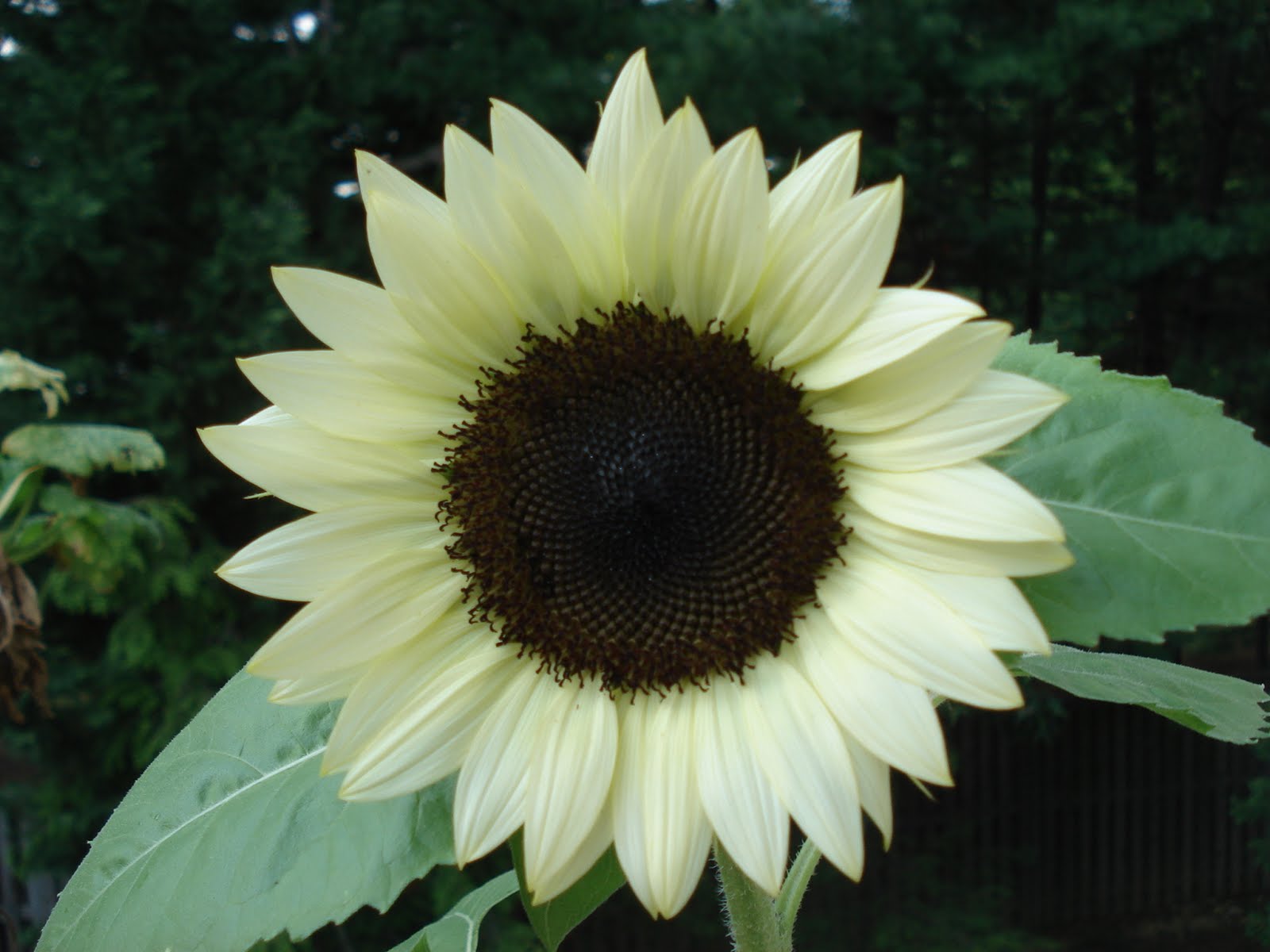 Bumble Lush Garden: Introducing Coconut Ice Sunflowers