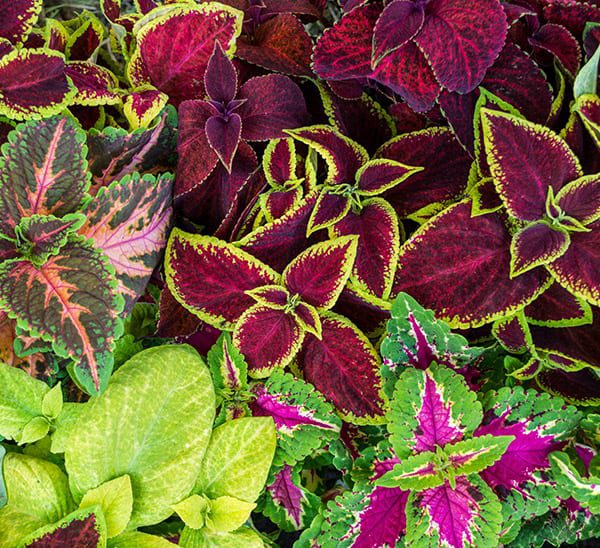 Coleus - Calloway's Nursery