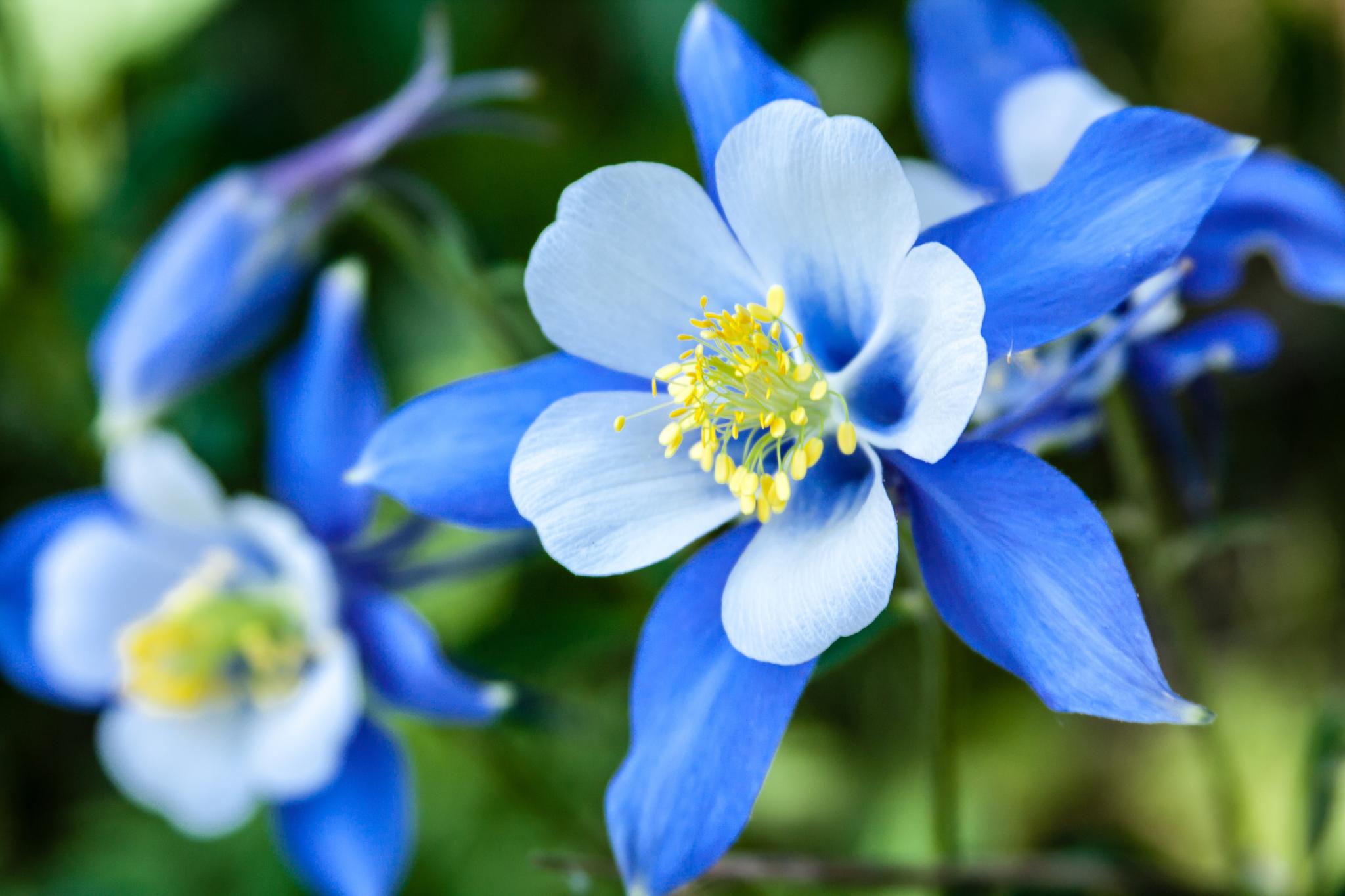 Columbine: How to Plant, Grow, and Care for Columbine Flowers | The Old Farmer's Almanac