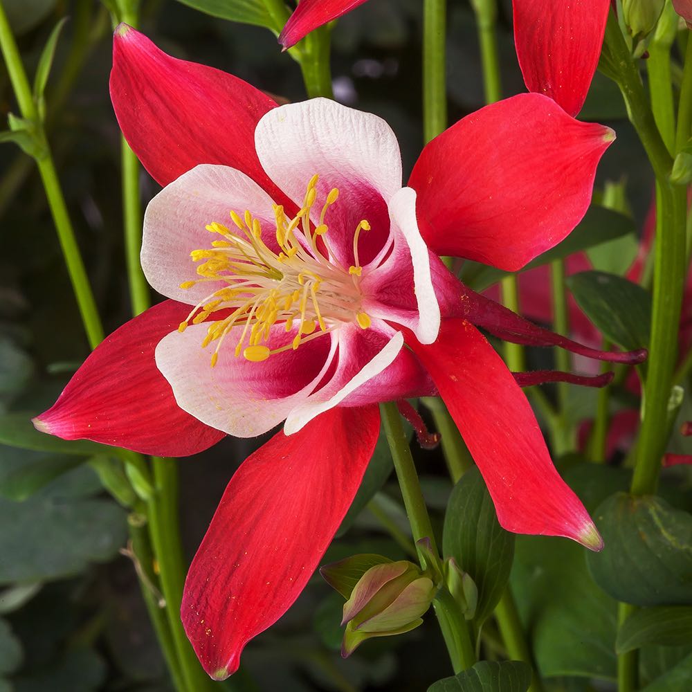🐈‍⬛Cat's Paw Flower Seeds Columbine Seeds