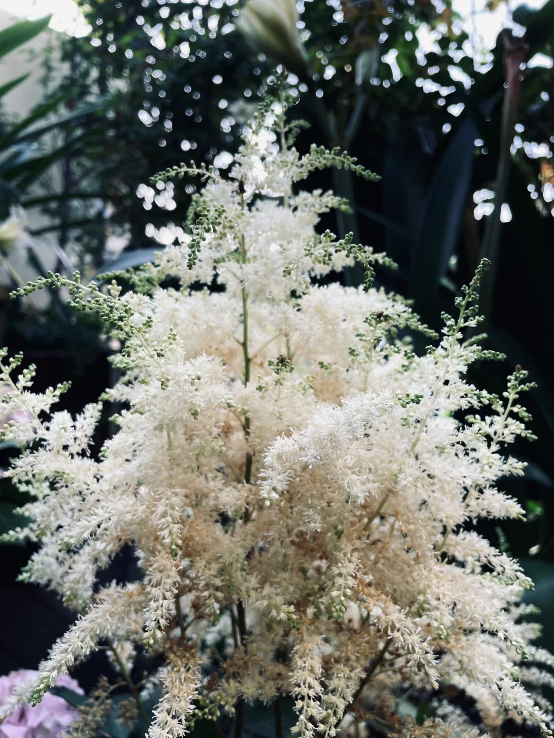 👰Bride's Boudoir🏡-Astilbe Chinensis Seeds🌼