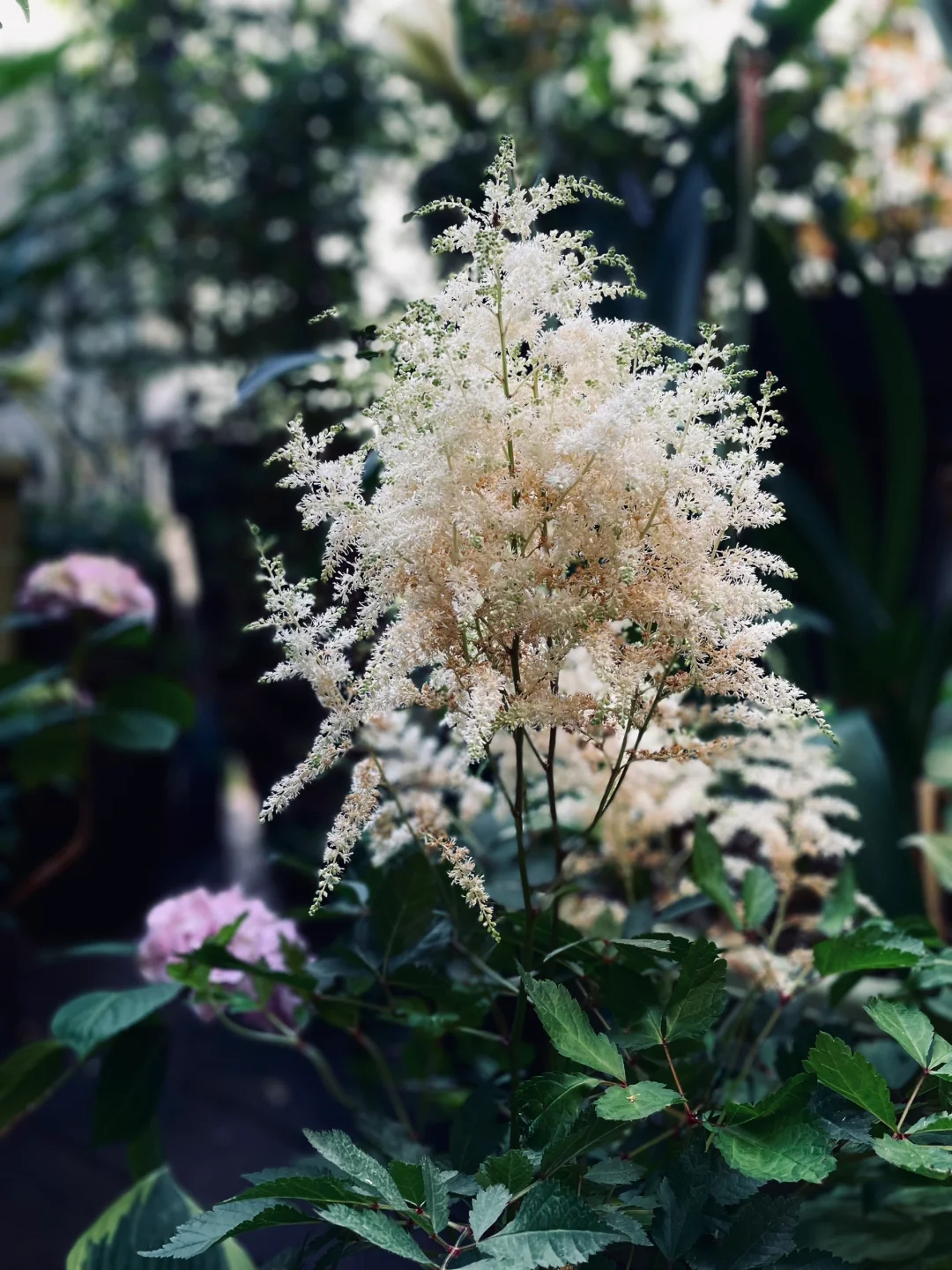 👰Bride's Boudoir🏡-Astilbe Chinensis Seeds🌼