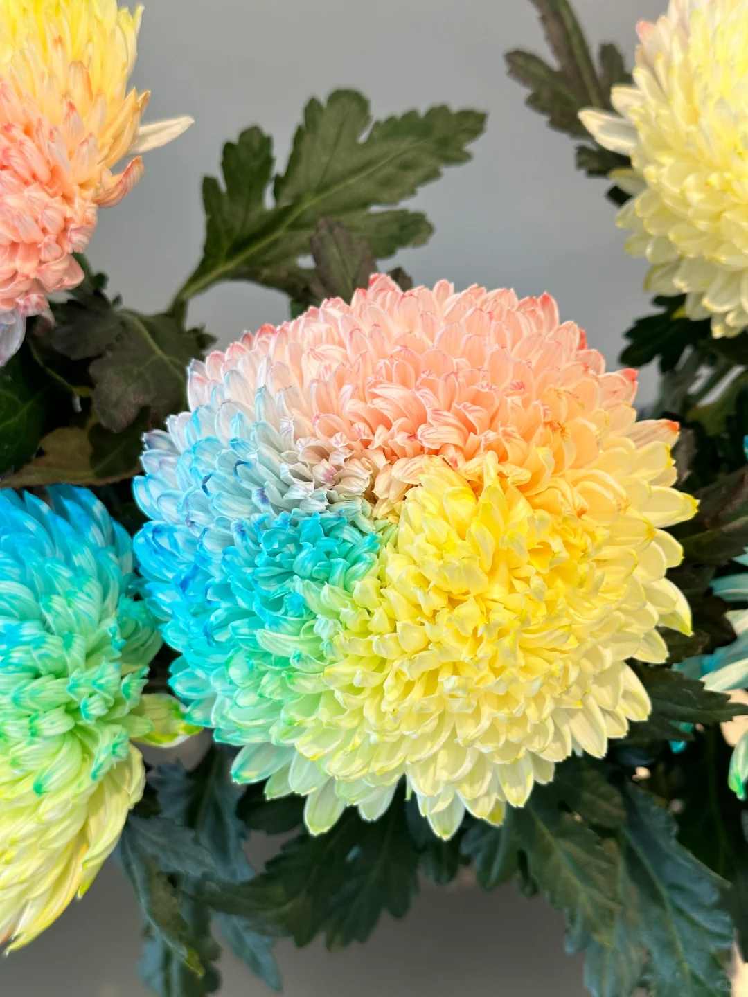 🎇🌼Peony Chrysanthemum Seeds✨