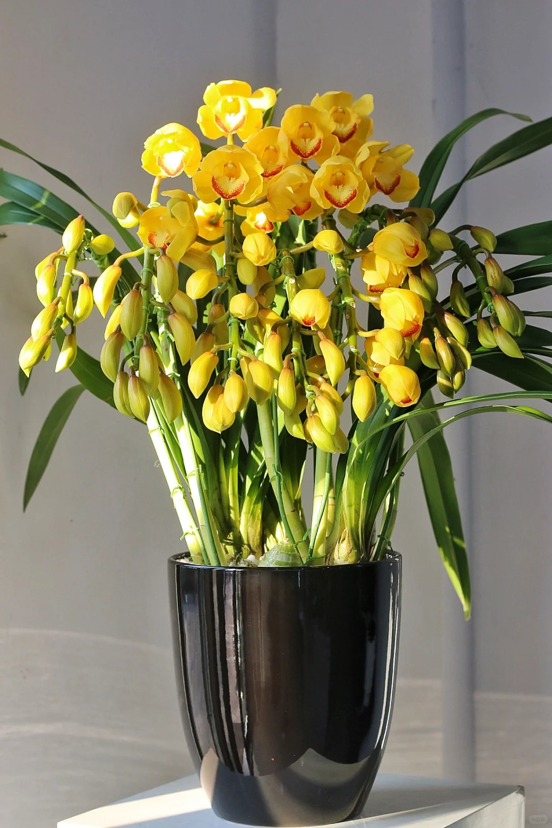 Cymbidium Faberi Seeds