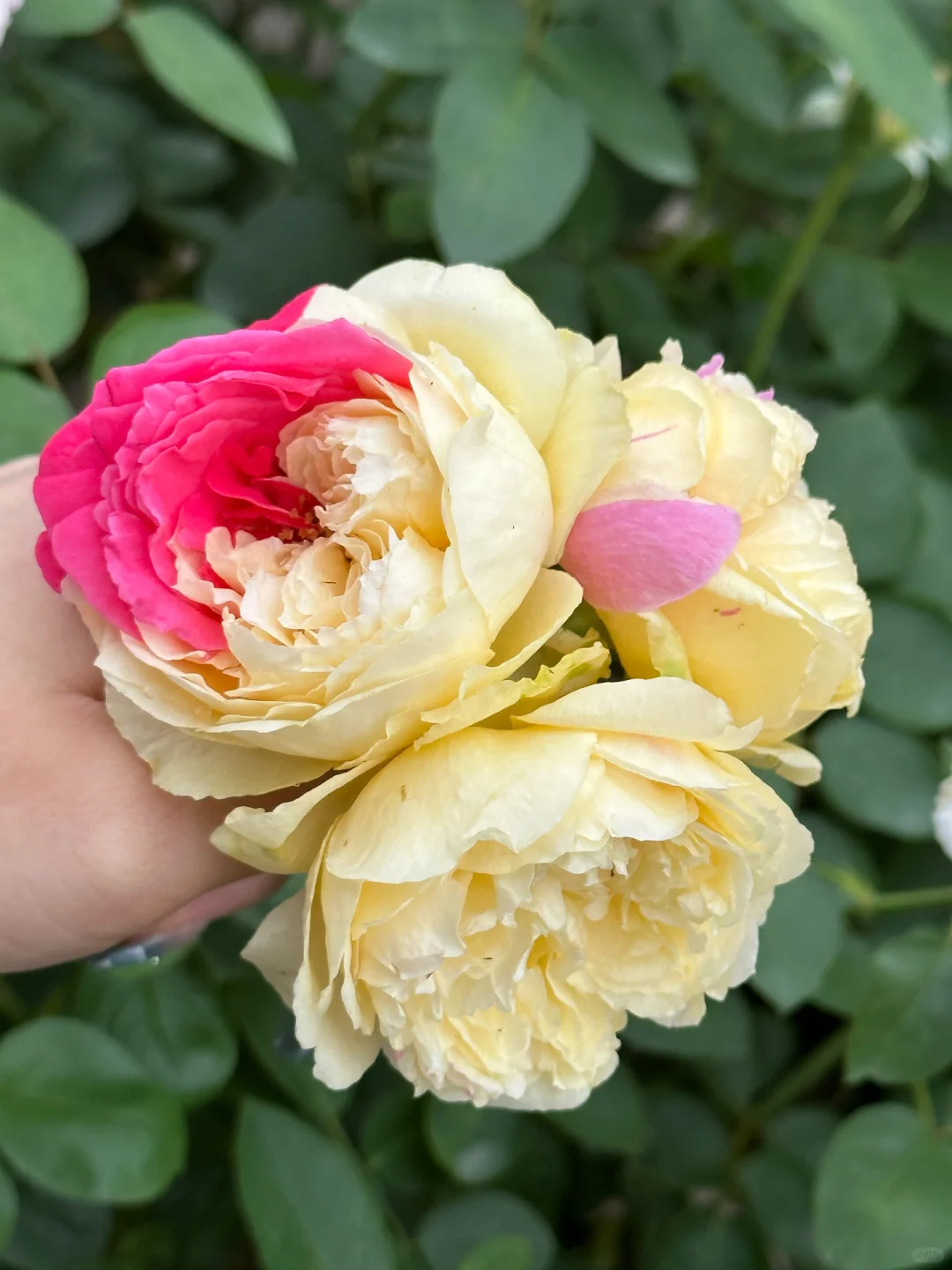 👸Princess's Skirt👗-Two-Color Rose Seeds🌹